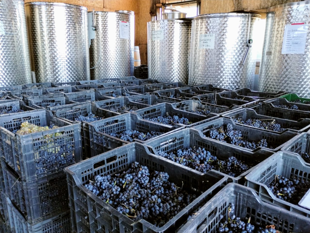 Vinos Aynco terminados