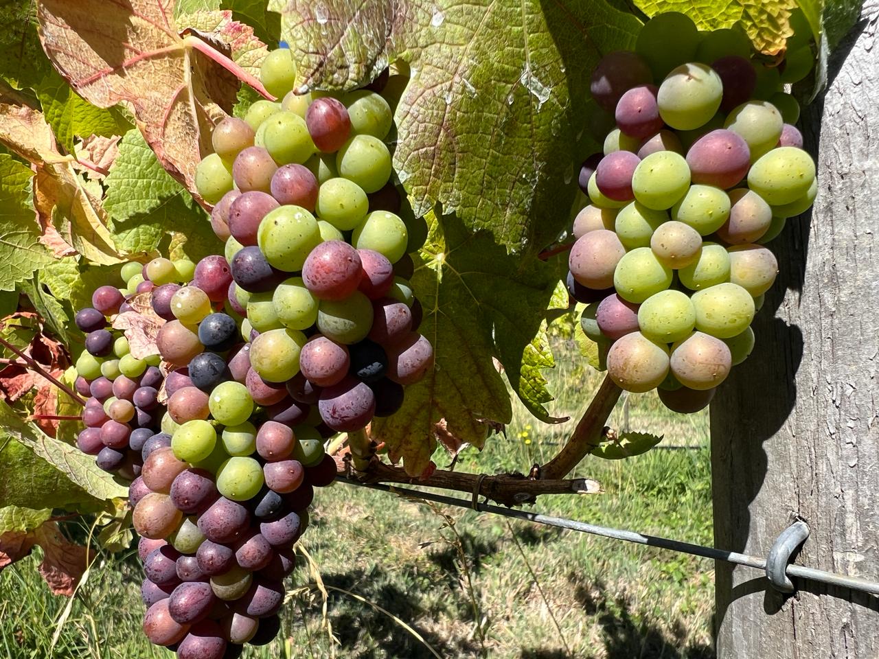Proceso de embotellado